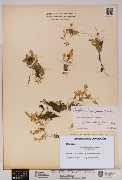 Cerastium humifusum [Espécimen: UDEC:CONC:0018094]