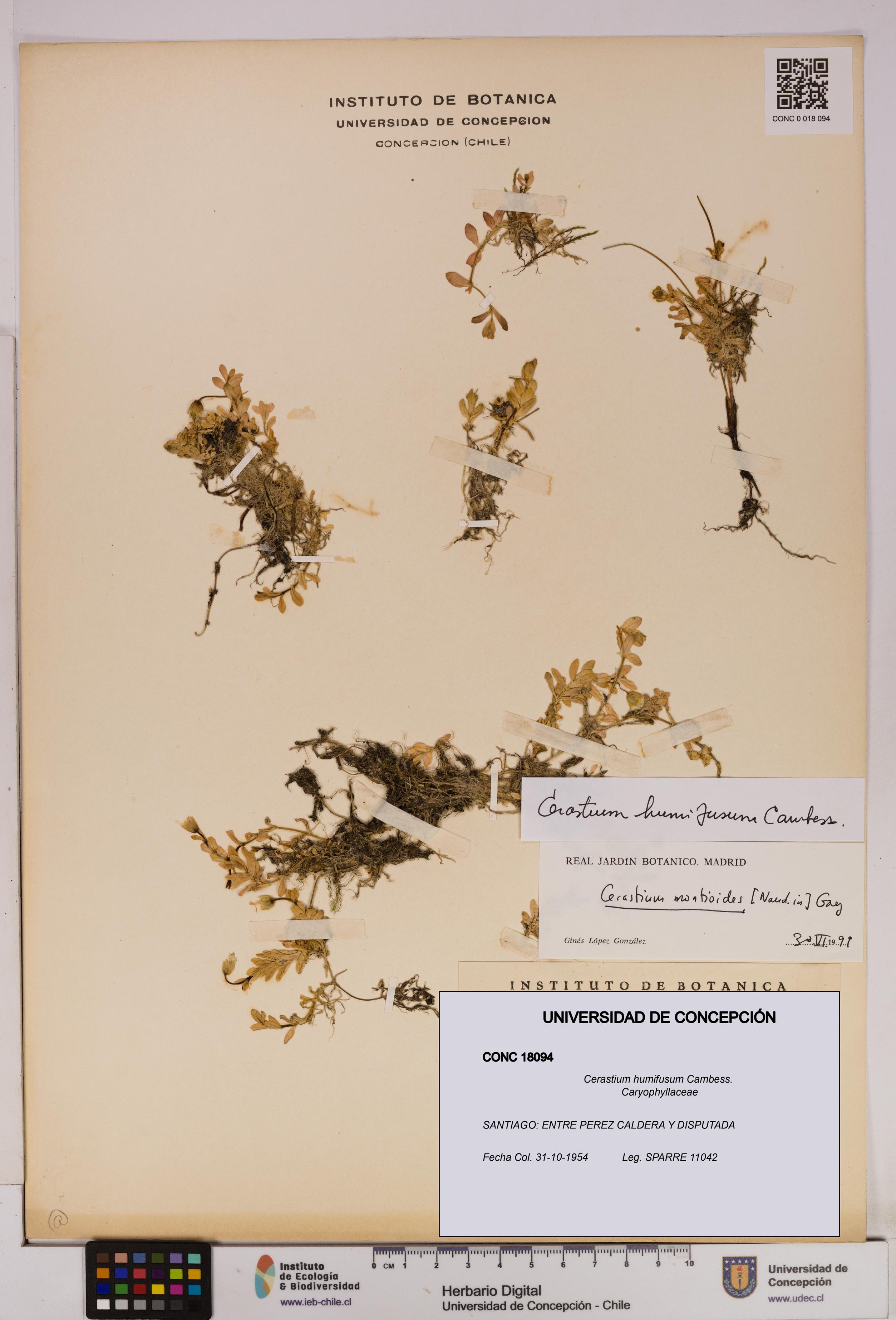 Cerastium humifusum [Espécimen: UDEC:CONC:0018094]
