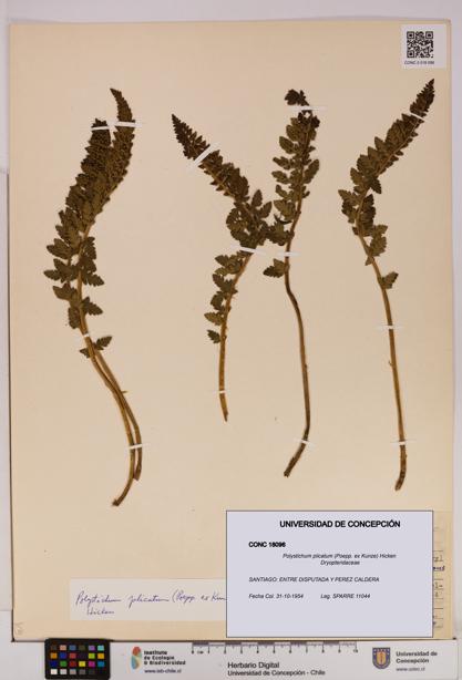 Polystichum plicatum [Espécimen: UDEC:CONC:0018096]