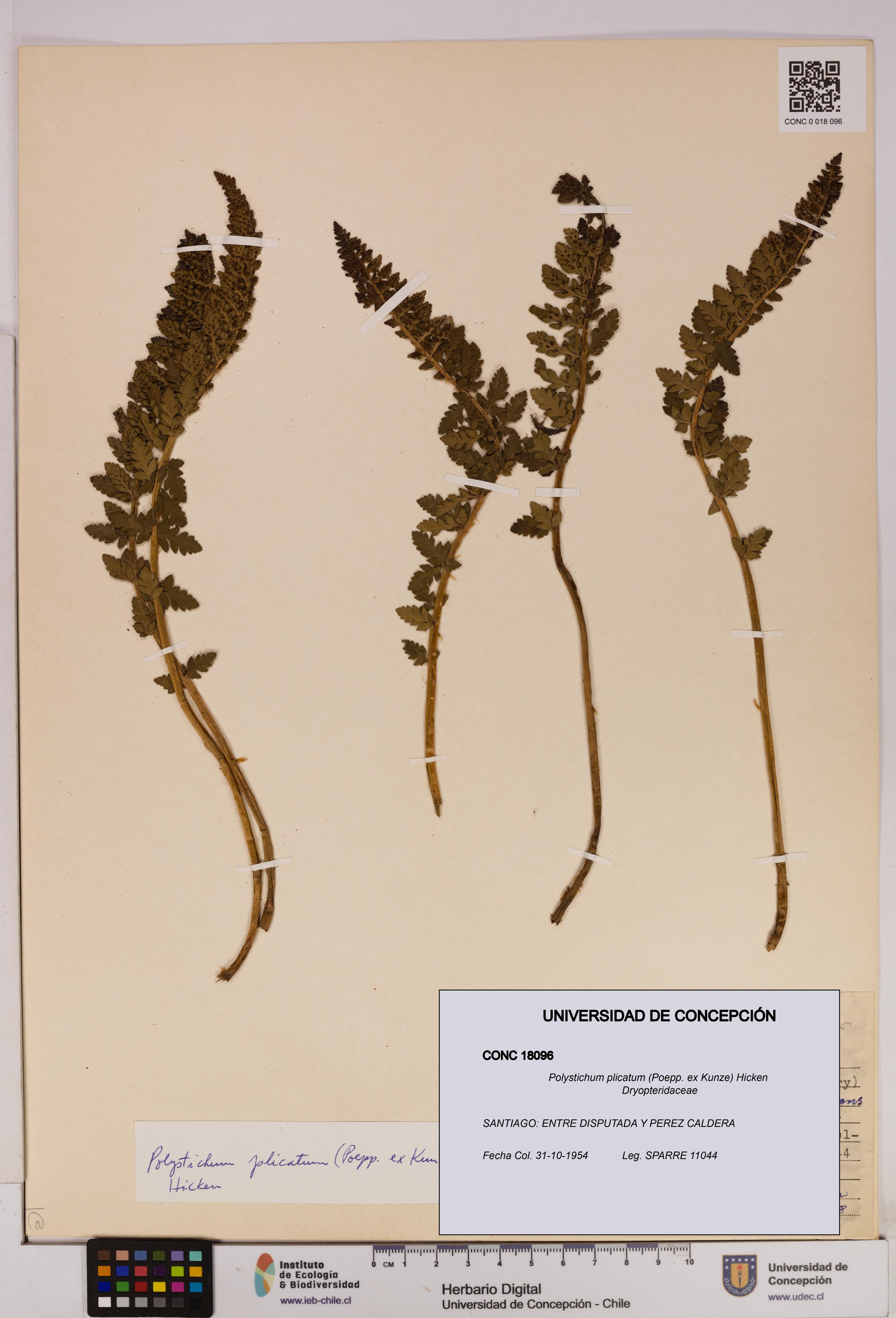 Polystichum plicatum [Espécimen: UDEC:CONC:0018096]