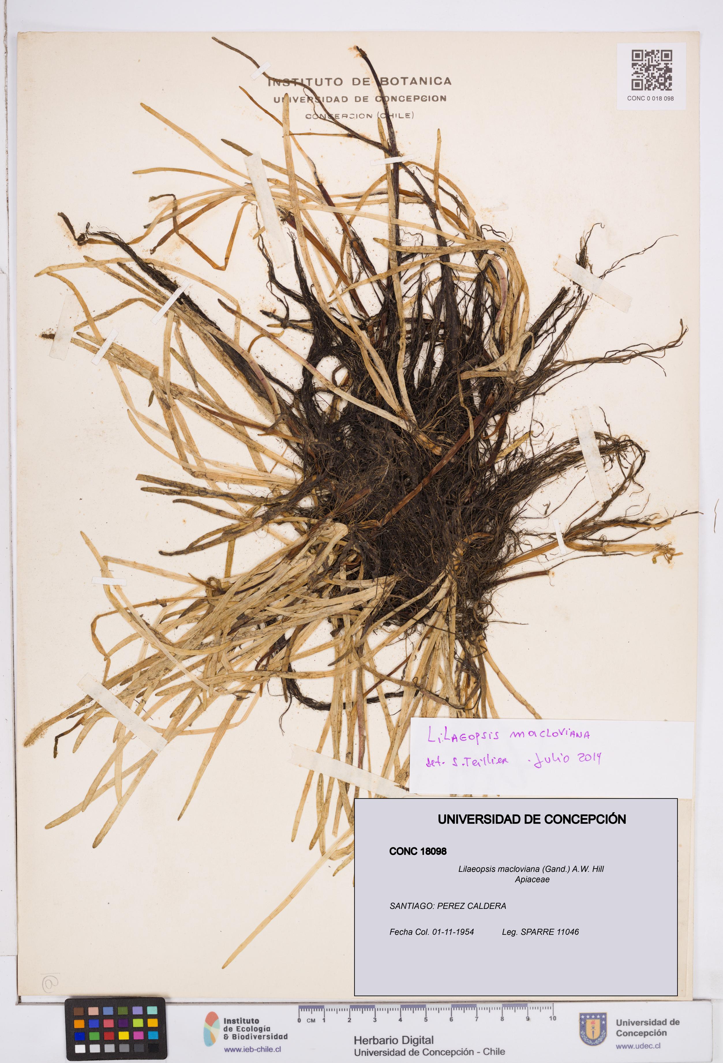 Lilaeopsis macloviana [Espécimen: ]