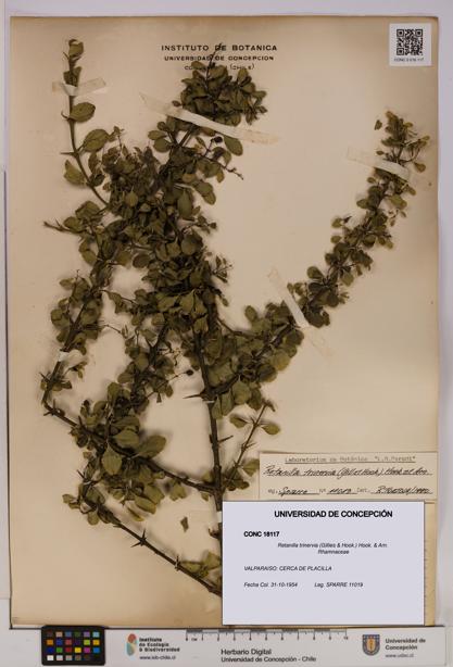 Retanilla trinervia [Espécimen: UDEC:CONC:0018117]