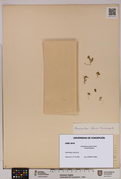Amaranthus looseri [Espécimen: UDEC:CONC:0018119]