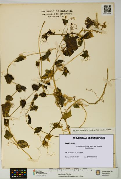 Sicyos baderoa var. baderoa [Espécimen: UDEC:CONC:0018130]