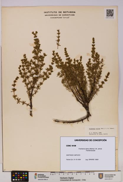 Frankenia salina [Espécimen: UDEC:CONC:0018136]