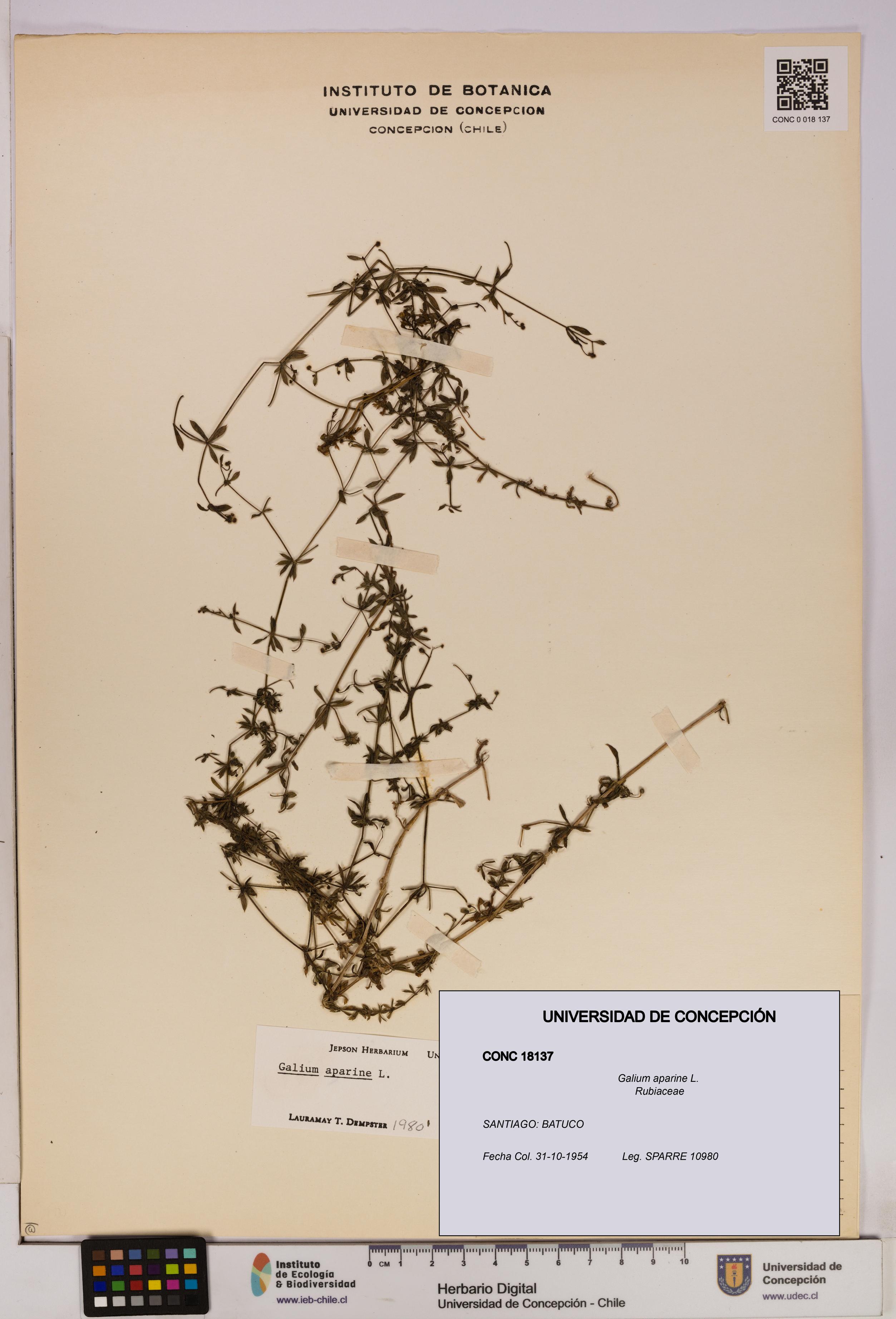 Galium aparine [Espécimen: UDEC:CONC:0018137]