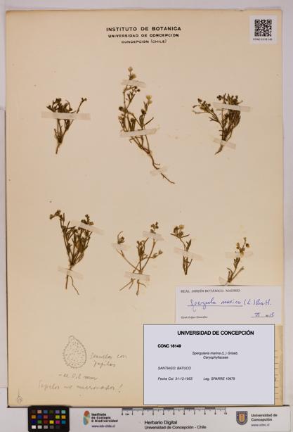 Spergularia marina [Espécimen: UDEC:CONC:0018149]