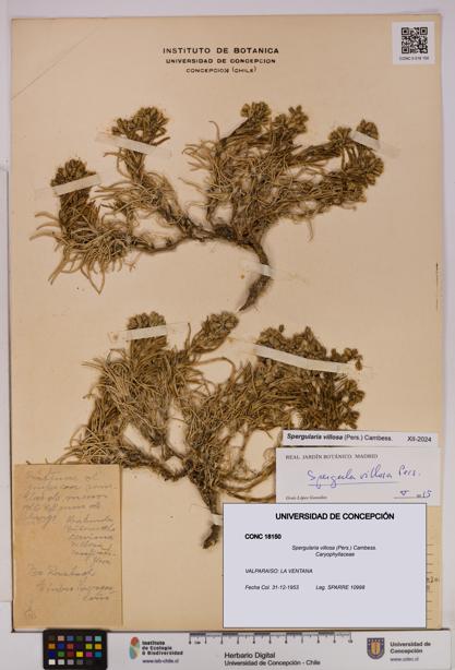 Spergularia villosa [Espécimen: UDEC:CONC:0018150]