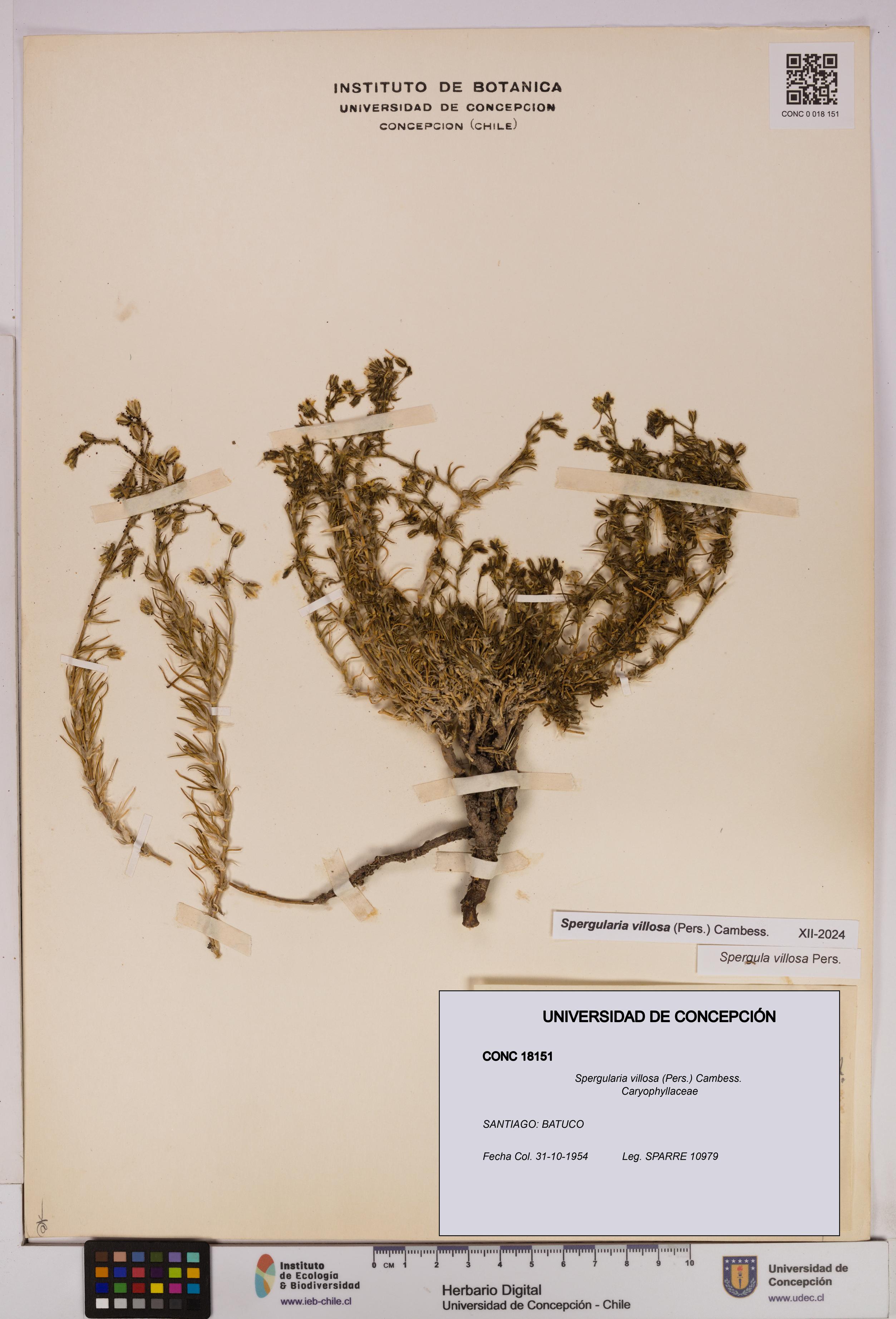 Spergularia villosa [Espécimen: UDEC:CONC:0018151]