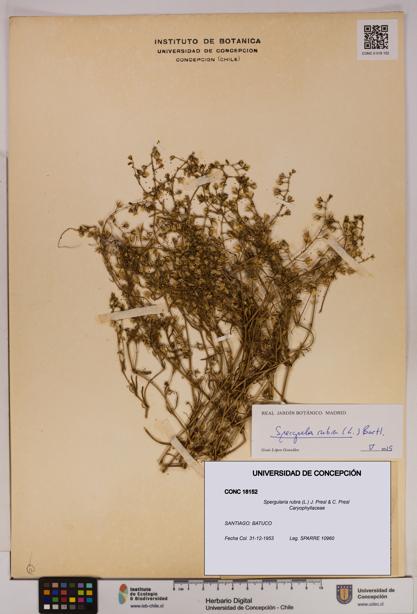 Spergularia rubra [Espécimen: UDEC:CONC:0018152]