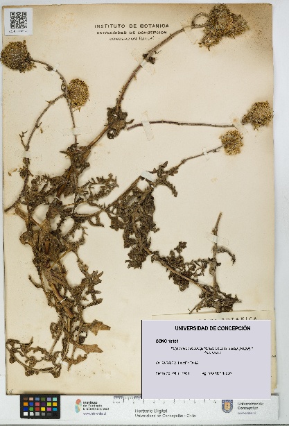 Polyachyrus poeppigii [Espécimen: UDEC:CONC:0018161]