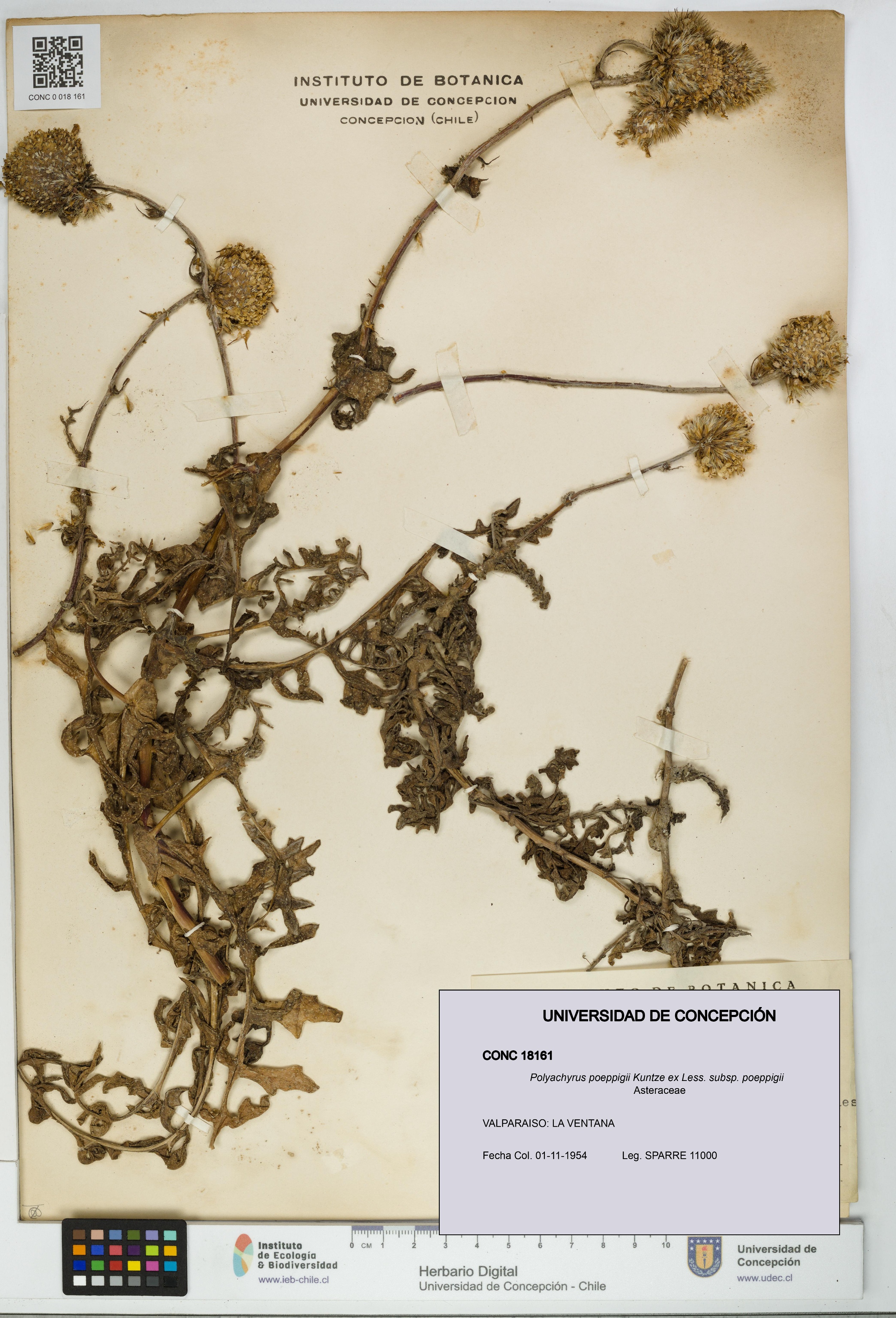 Polyachyrus poeppigii [Espécimen: UDEC:CONC:0018161]
