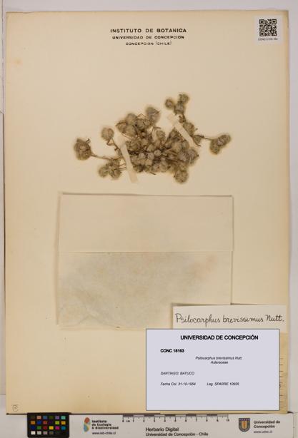 Psilocarphus brevissimus [Espécimen: ]