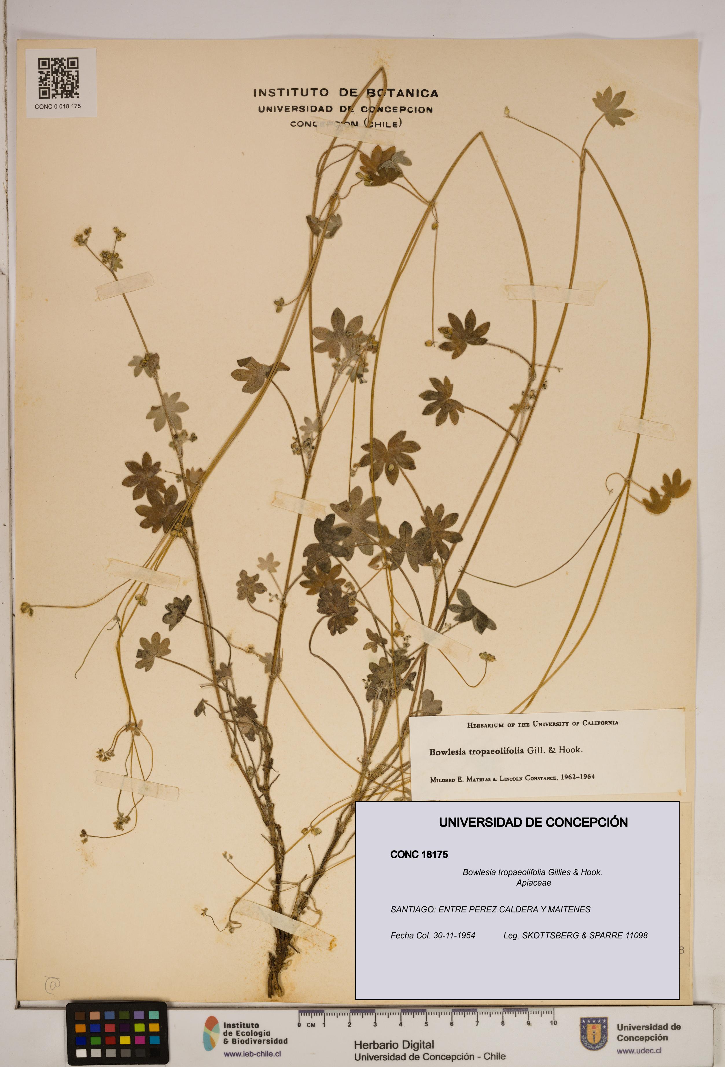 Bowlesia tropaeolifolia [Espécimen: ]