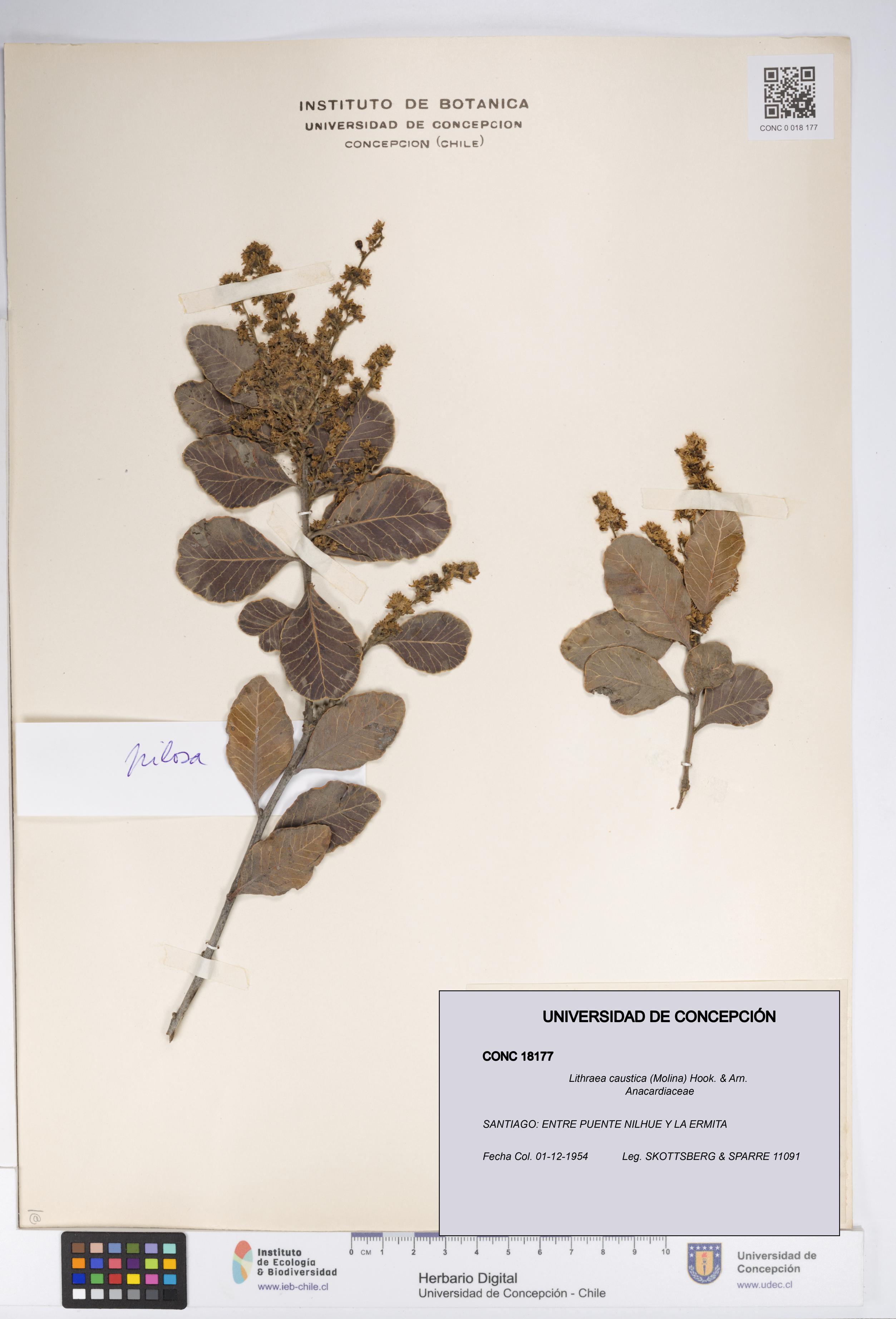 Lithraea caustica [Espécimen: UDEC:CONC:0018177]