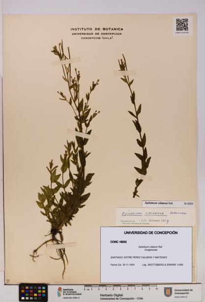 Epilobium ciliatum [Espécimen: UDEC:CONC:0018202]