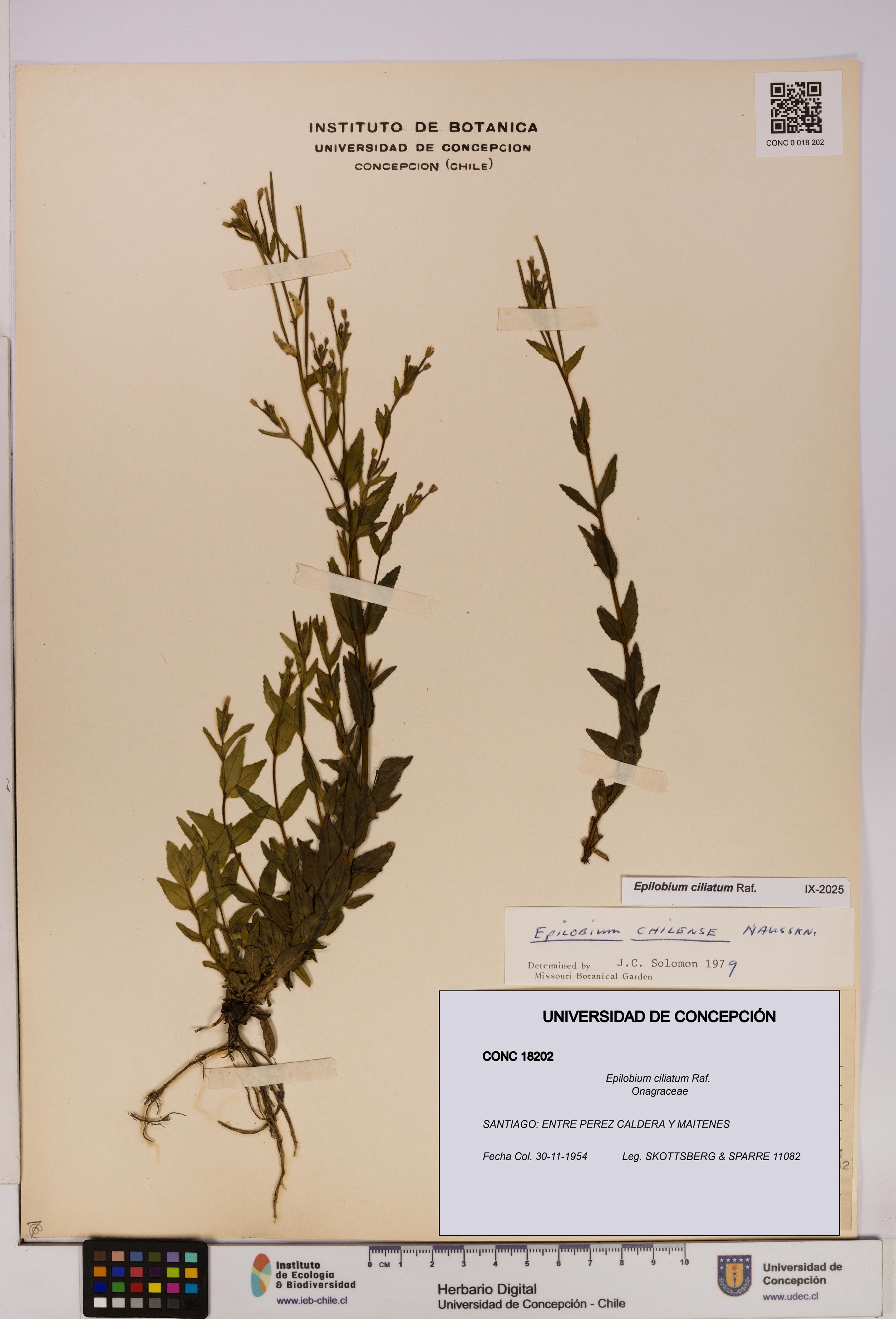 Epilobium ciliatum [Espécimen: UDEC:CONC:0018202]