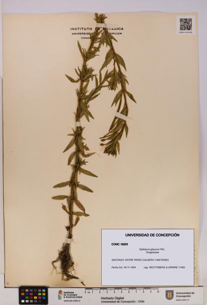 Epilobium glaucum [Espécimen: UDEC:CONC:0018203]
