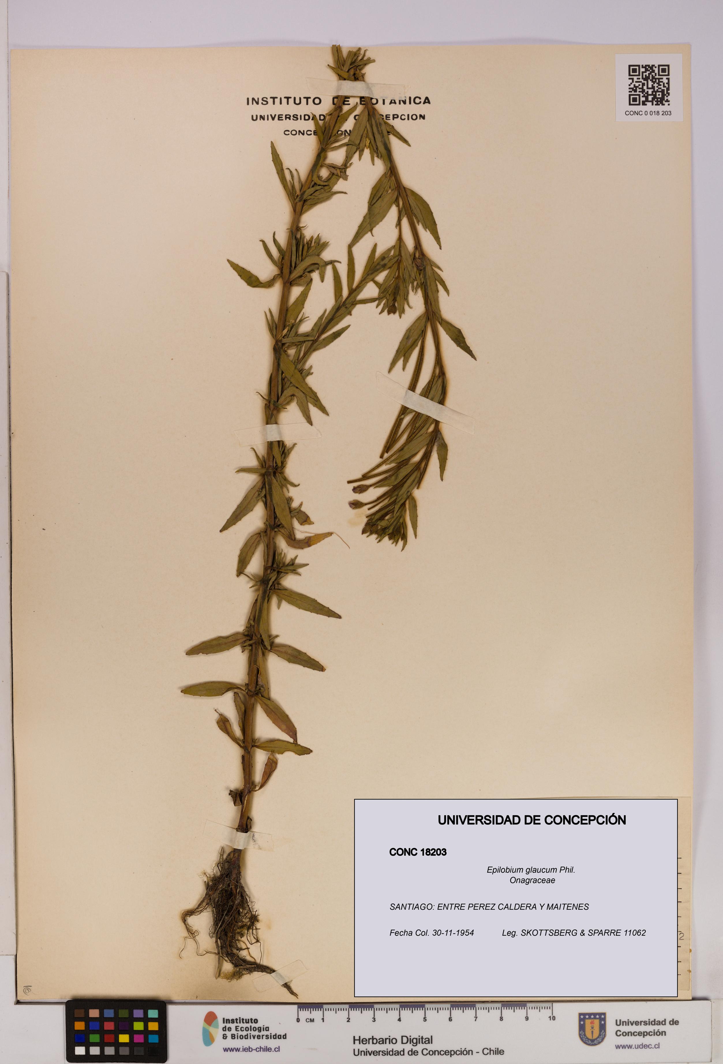 Epilobium glaucum [Espécimen: UDEC:CONC:0018203]