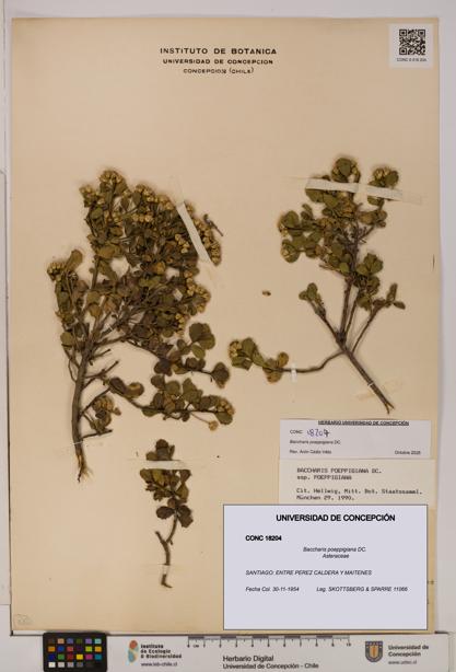 Baccharis poeppigiana [Espécimen: UDEC:CONC:0018204]