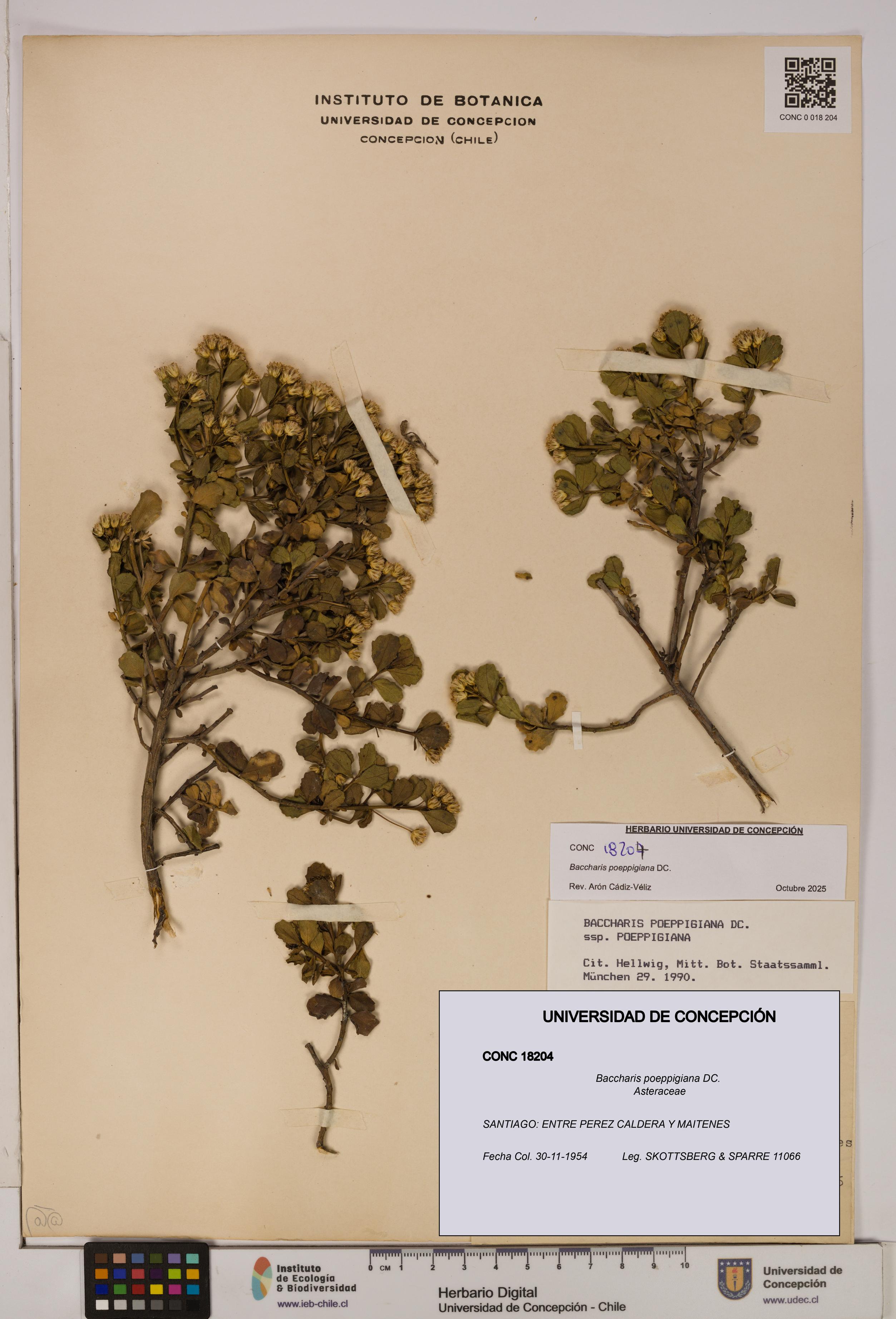 Baccharis poeppigiana [Espécimen: UDEC:CONC:0018204]
