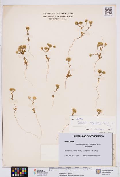 Triptilion capillatum [Espécimen: ]