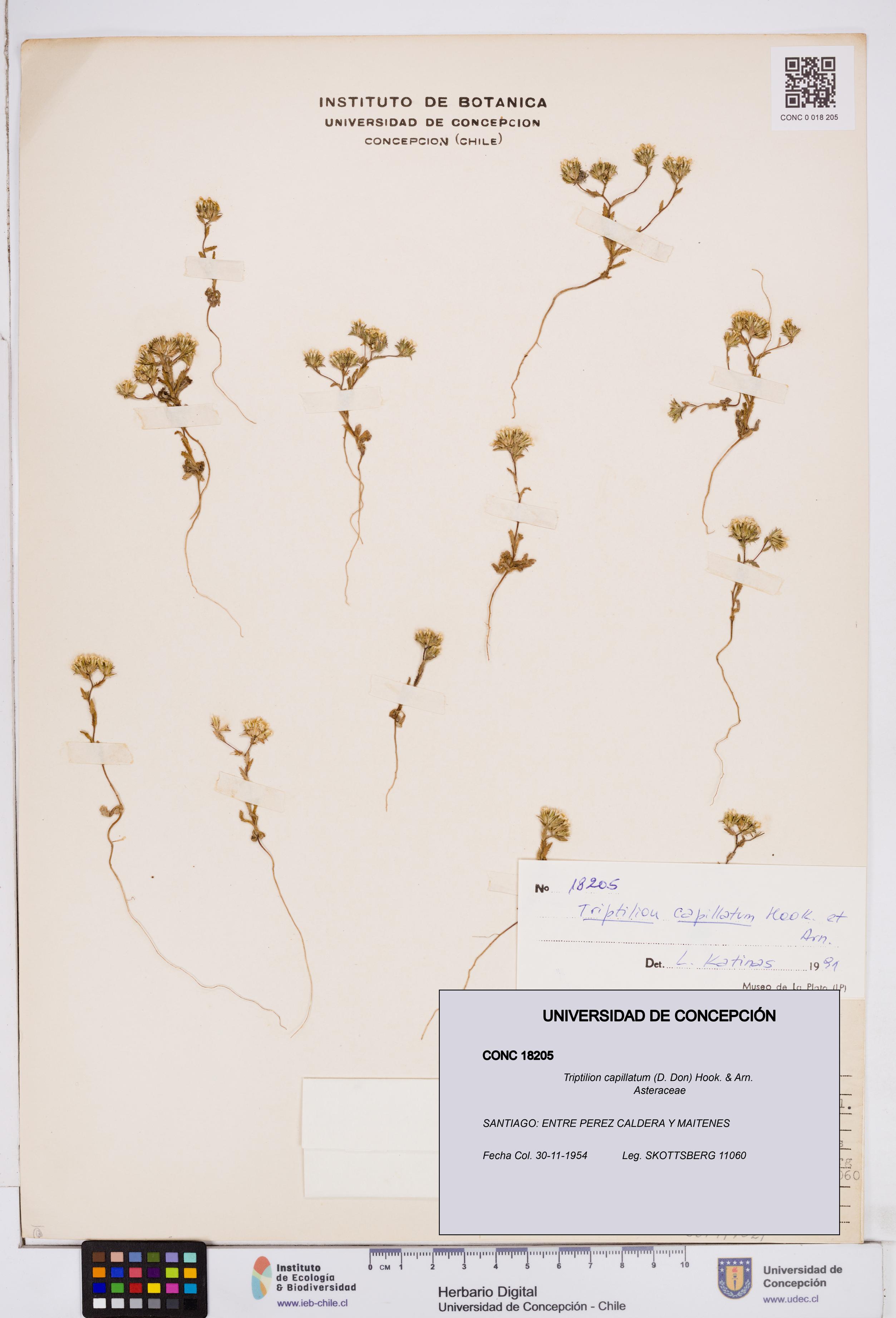 Triptilion capillatum [Espécimen: ]