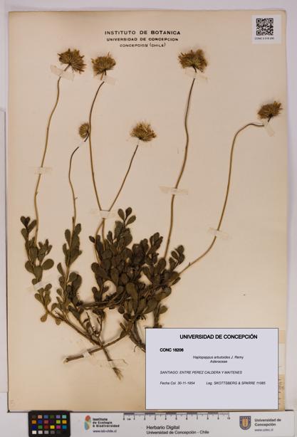 Haplopappus arbutoides [Espécimen: UDEC:CONC:0018206]