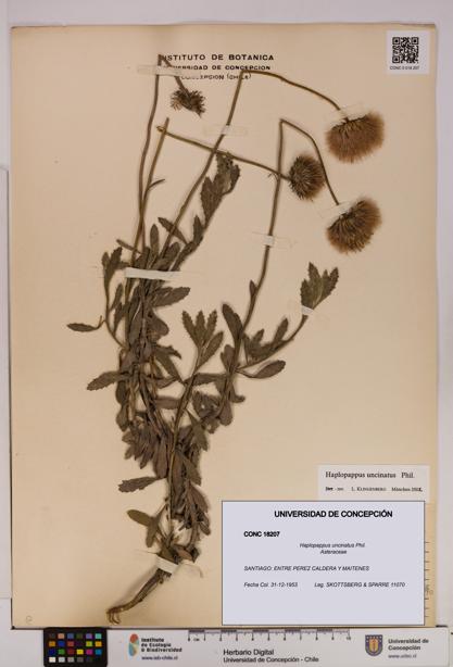Haplopappus uncinatus [Espécimen: UDEC:CONC:0018207]