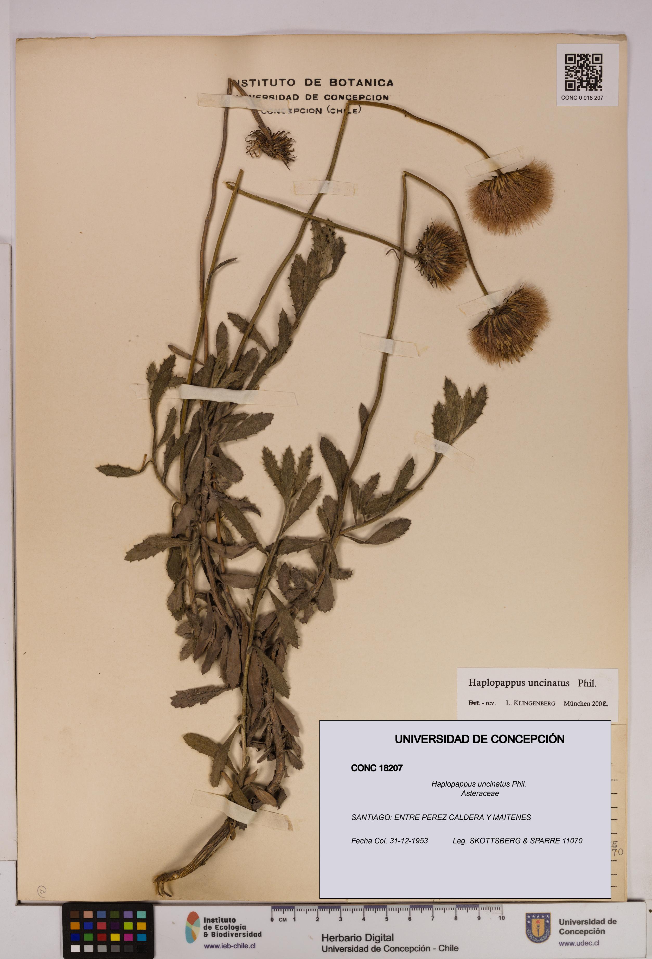 Haplopappus uncinatus [Espécimen: UDEC:CONC:0018207]
