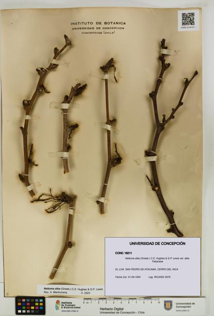 Neltuma alba var. alba [Espécimen: UDEC:CONC:0018211]