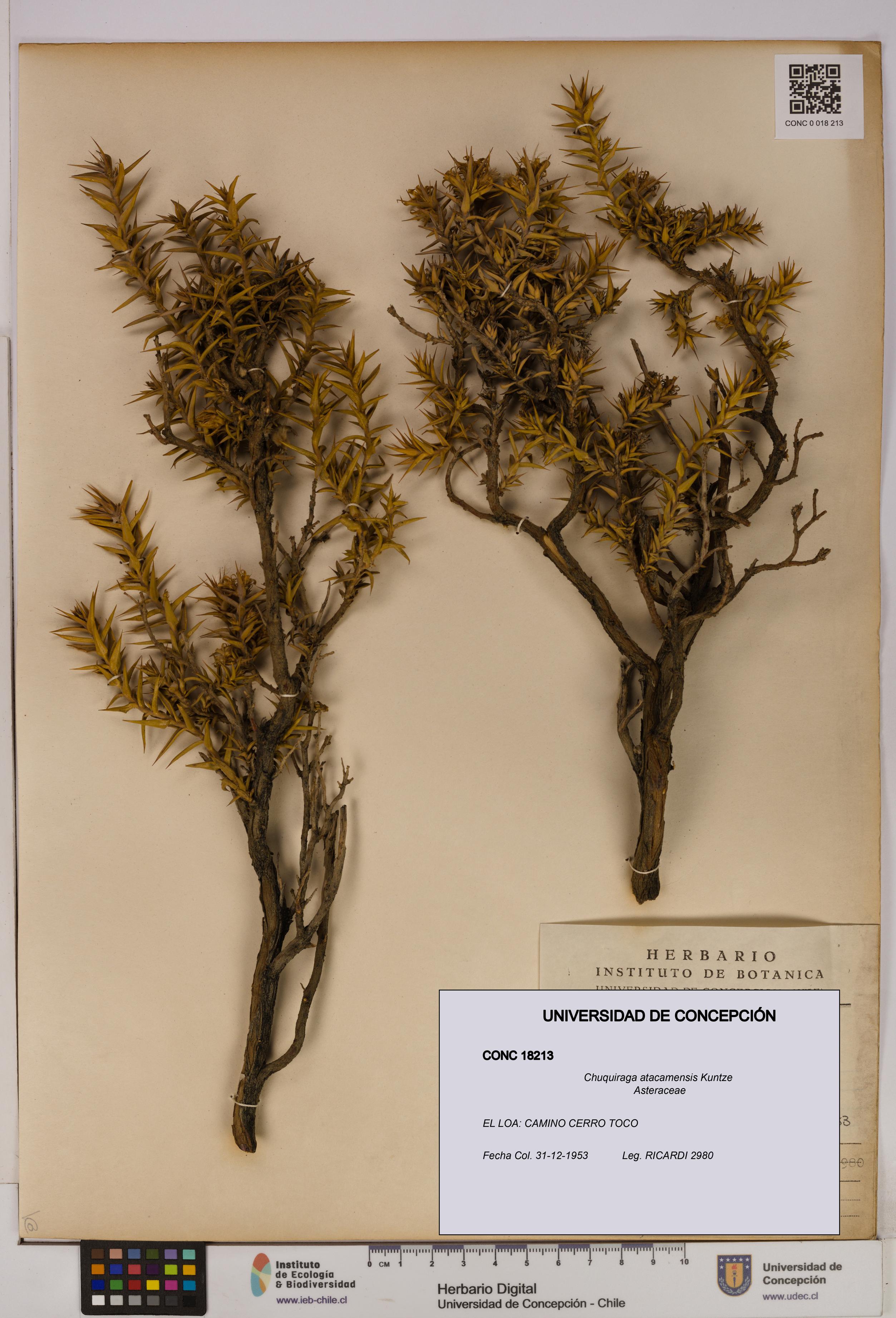 Chuquiraga atacamensis [Espécimen: UDEC:CONC:0018213]
