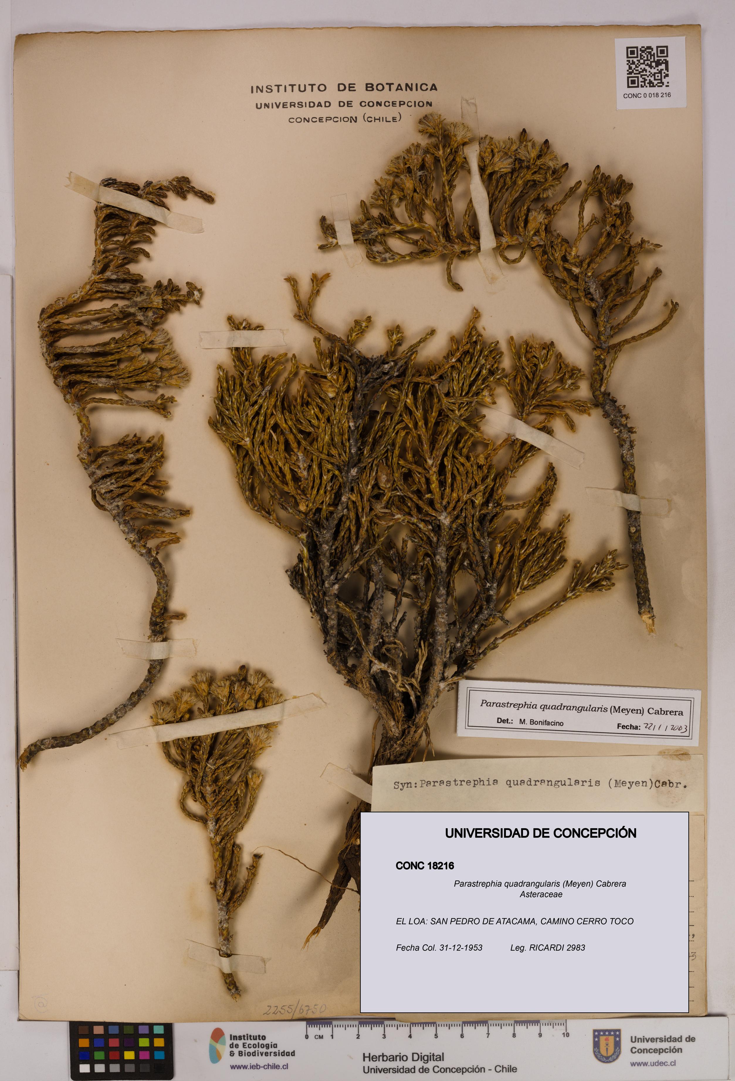 Parastrephia quadrangularis [Espécimen: UDEC:CONC:0018216]