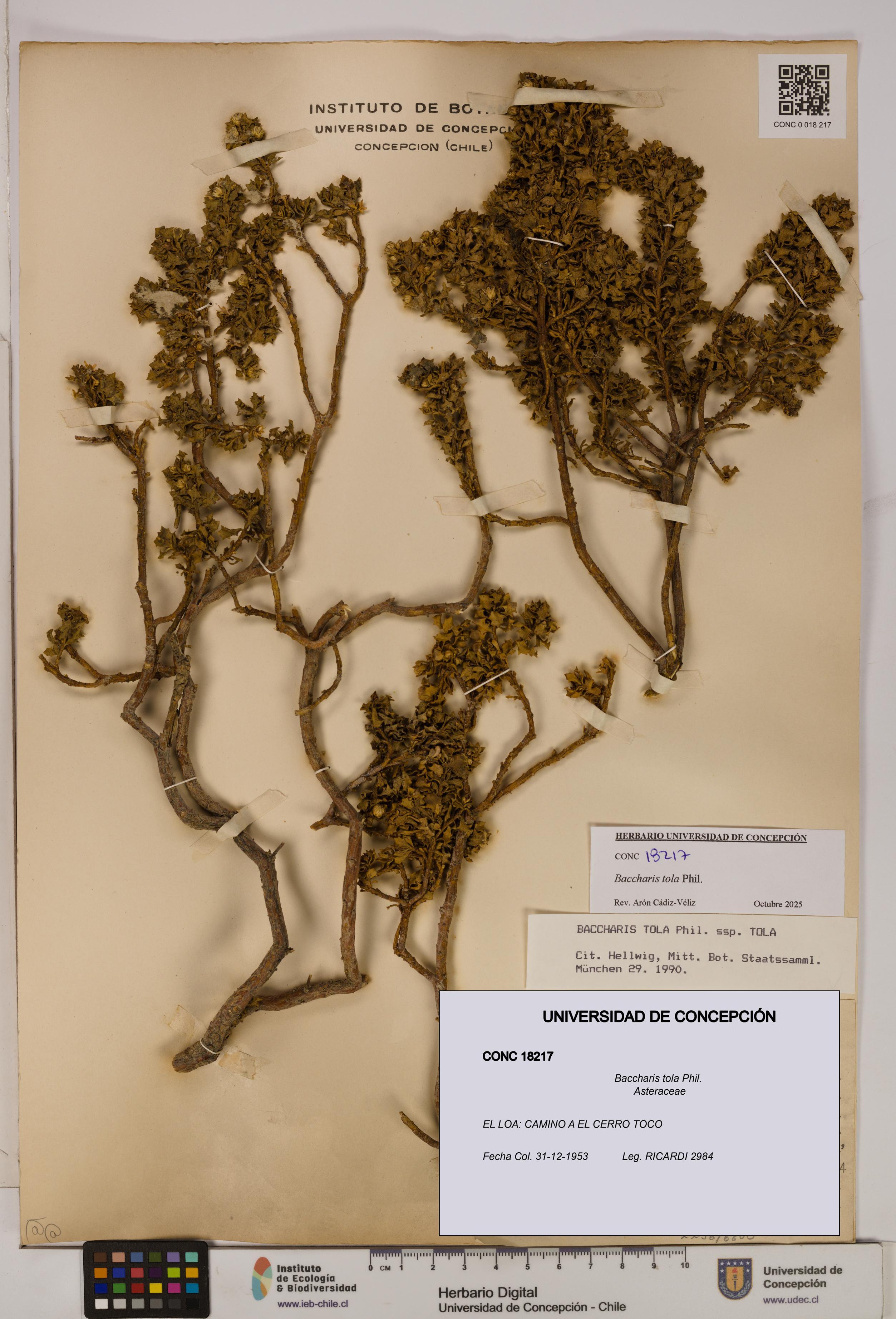 Baccharis tola [Espécimen: UDEC:CONC:0018217]