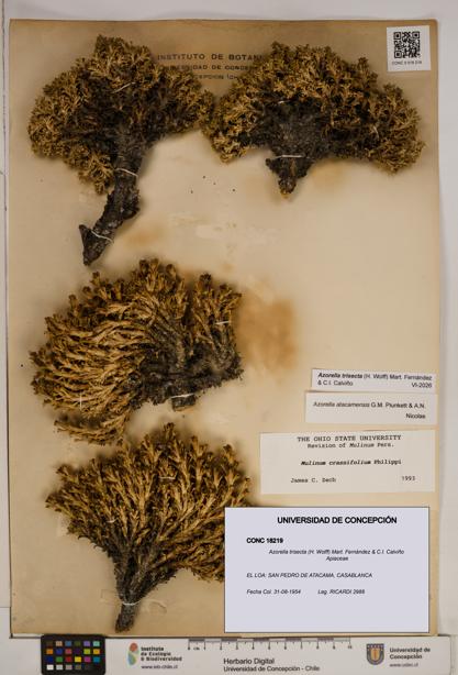 Azorella trisecta [Espécimen: ]