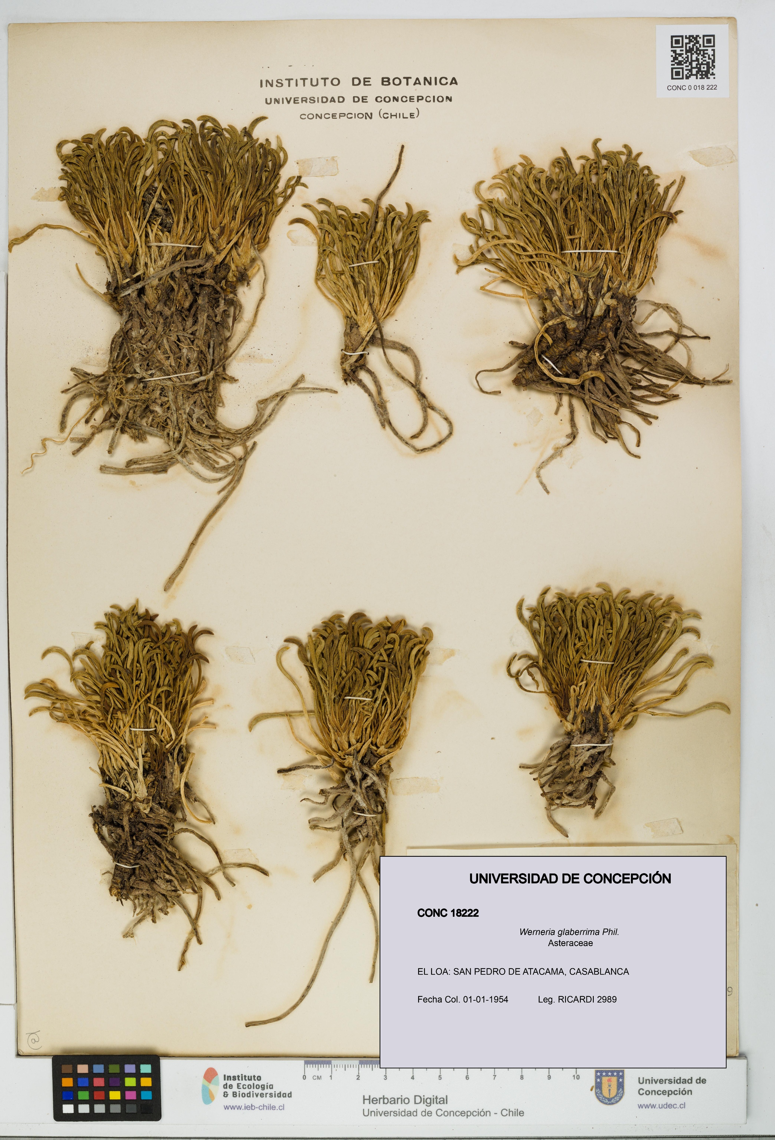 Werneria glaberrima [Espécimen: UDEC:CONC:0018222]