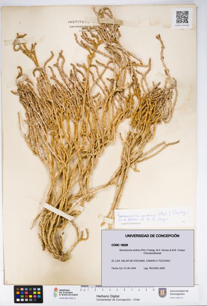 Sarcocornia andina [Espécimen: UDEC:CONC:0018228]