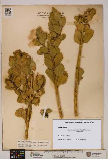 Baccharis scandens [Espécimen: UDEC:CONC:0018231]
