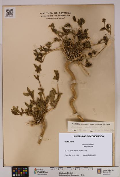 Allionia incarnata [Espécimen: UDEC:CONC:0018241]