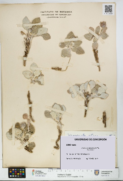 Urmenetea atacamensis [Espécimen: UDEC:CONC:0018243]