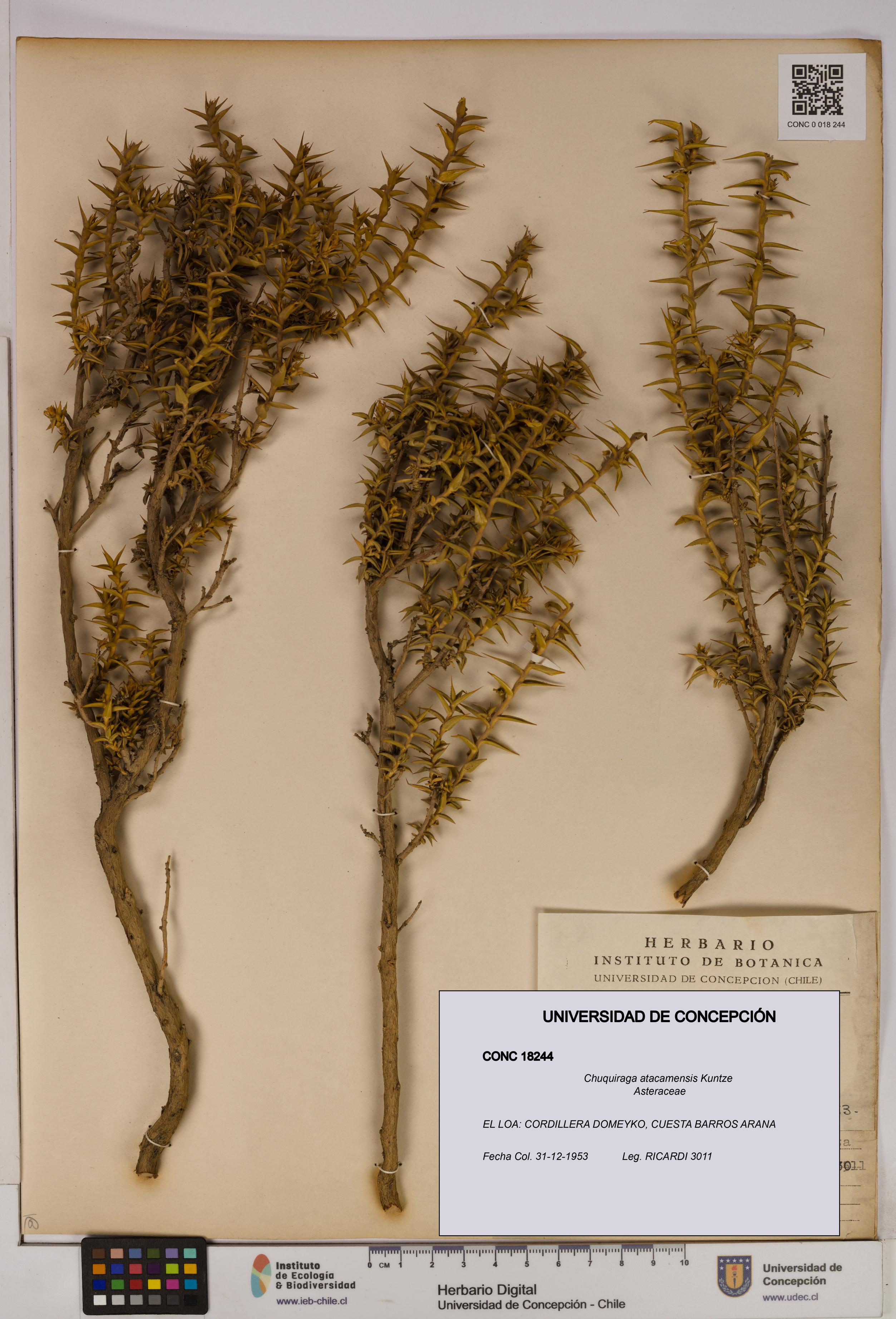 Chuquiraga atacamensis [Espécimen: UDEC:CONC:0018244]
