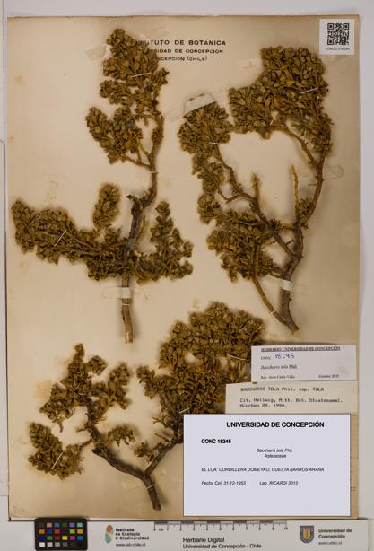 Baccharis tola [Espécimen: UDEC:CONC:0018245]