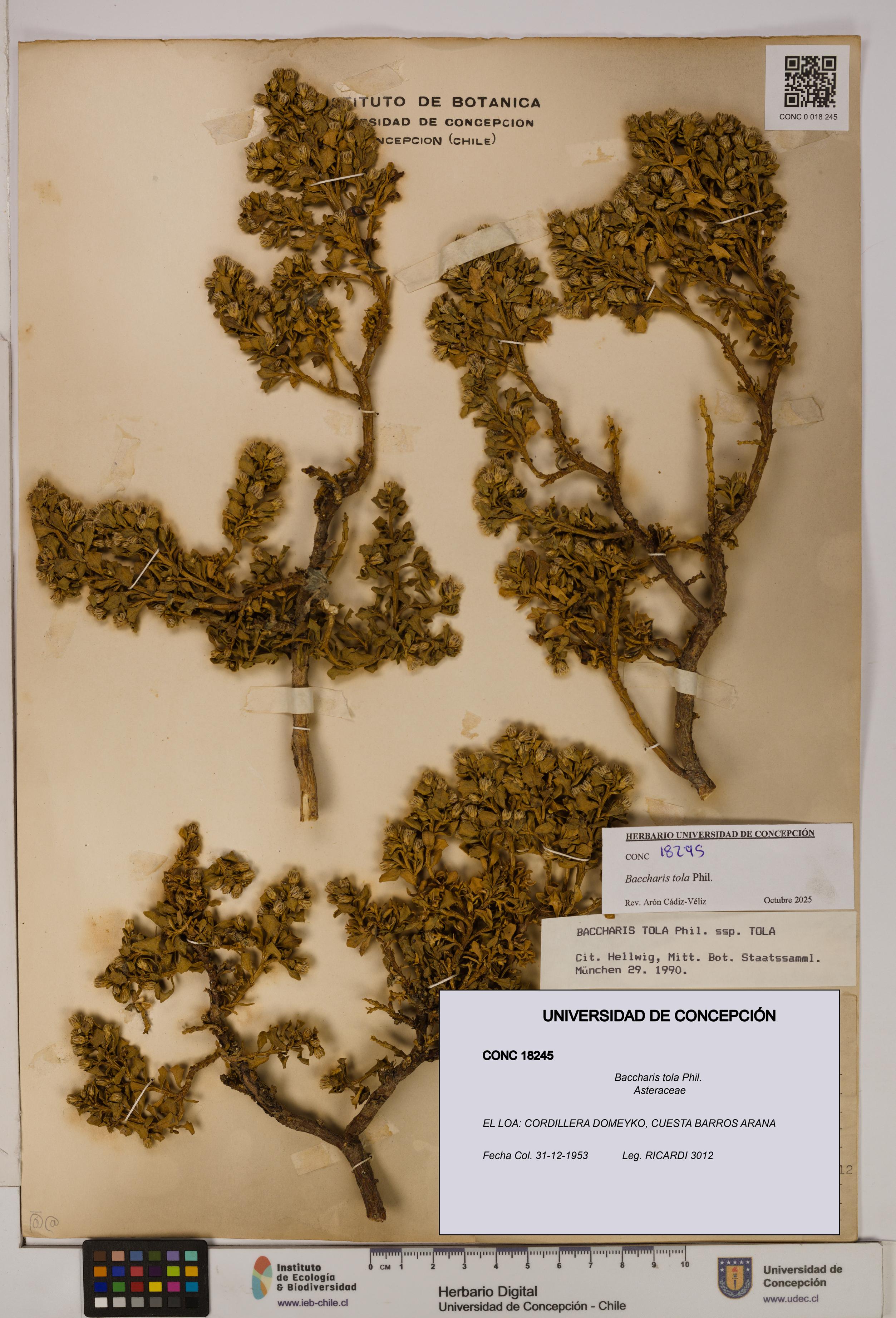 Baccharis tola [Espécimen: UDEC:CONC:0018245]