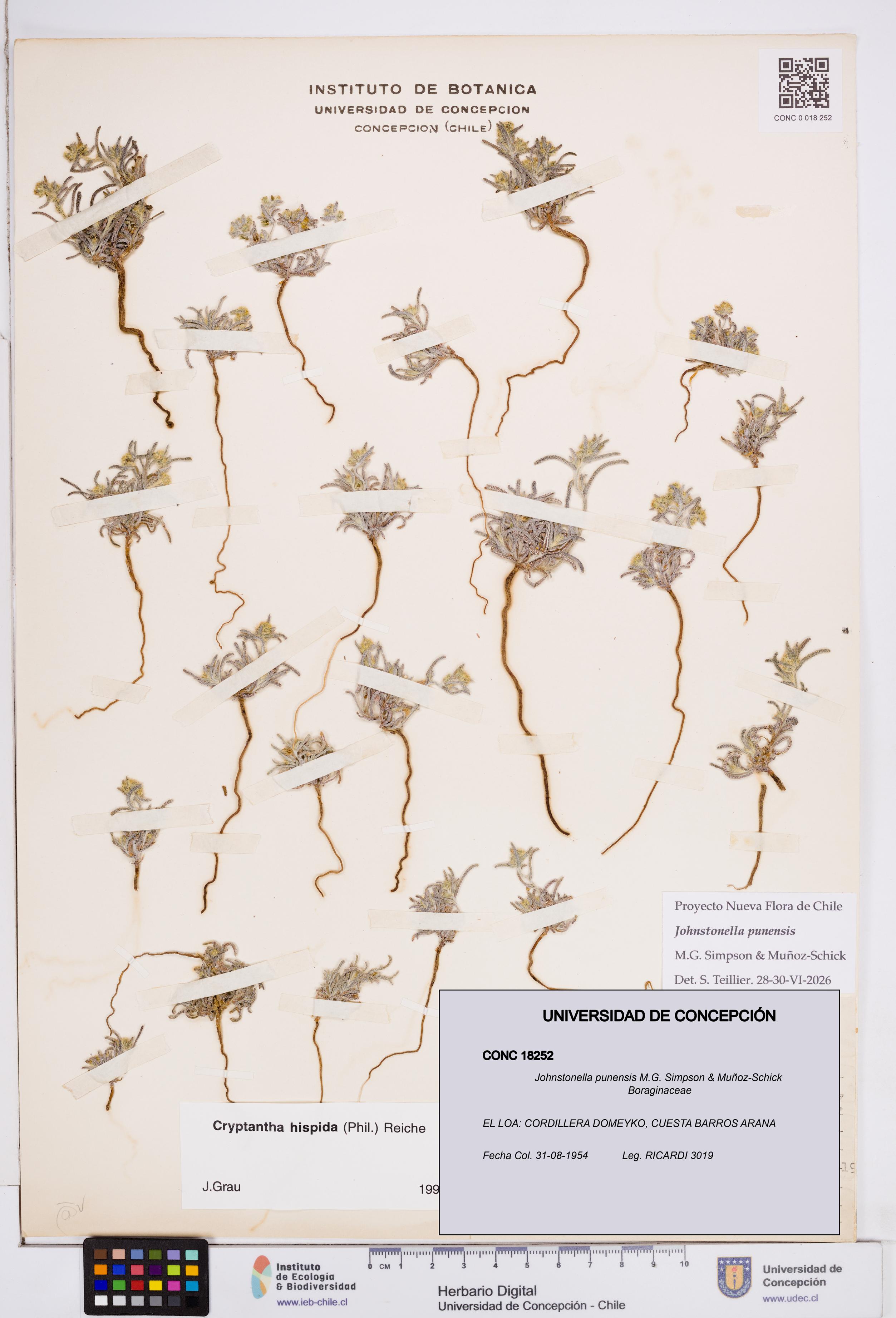Johnstonella punensis [Espécimen: ]