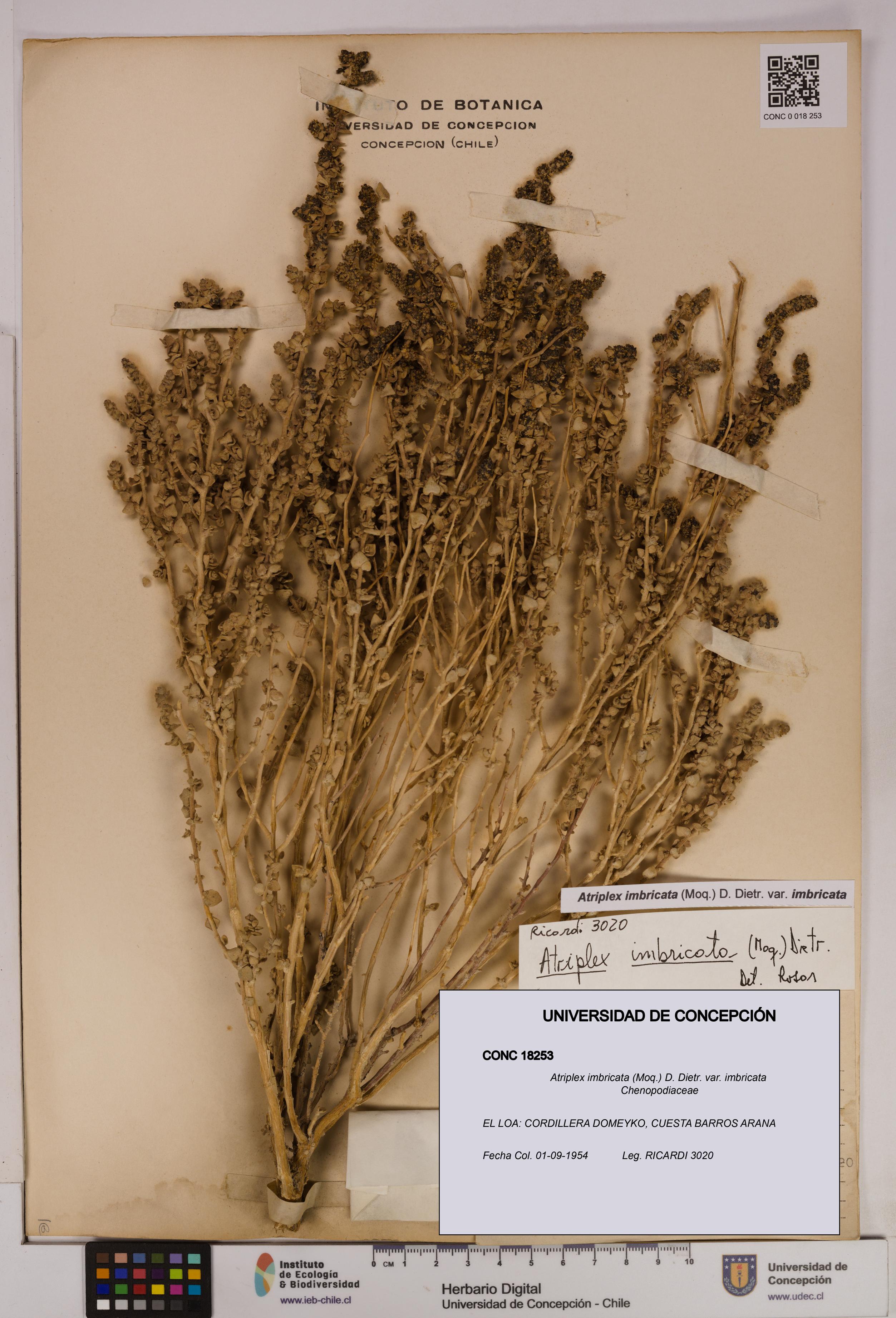 Atriplex imbricata [Espécimen: UDEC:CONC:0018253]