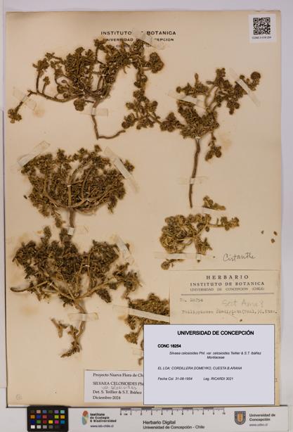 Silvaea celosioides var. celosioides [Espécimen: UDEC:CONC:0018254]