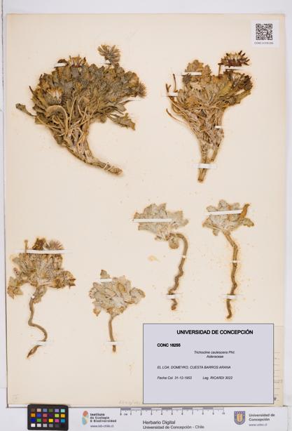 Trichocline caulescens [Espécimen: ]