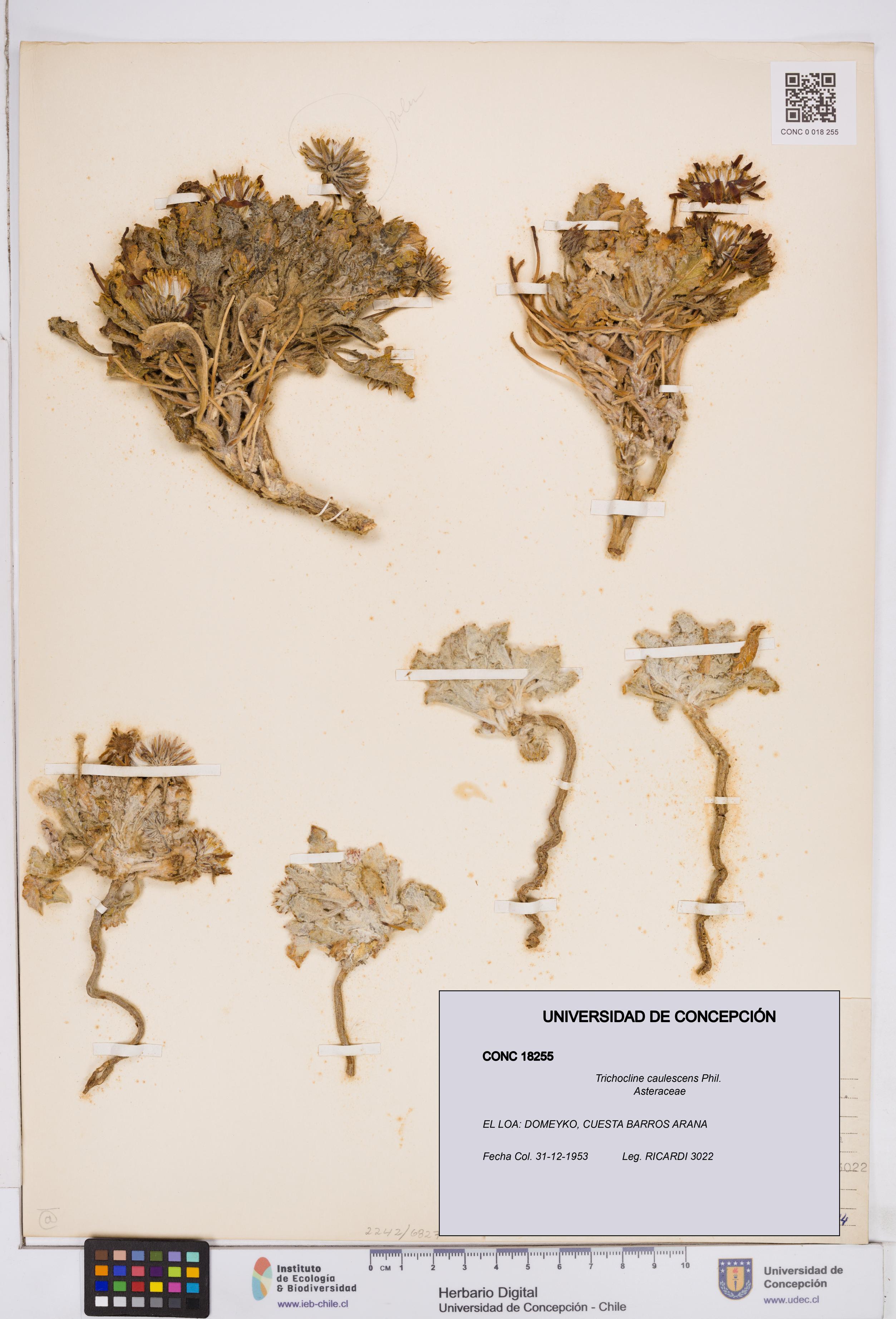 Trichocline caulescens [Espécimen: ]