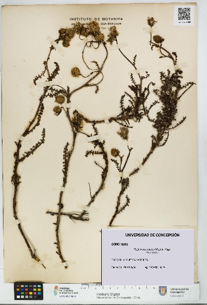 Polyachyrus fuscus [Espécimen: UDEC:CONC:0018262]