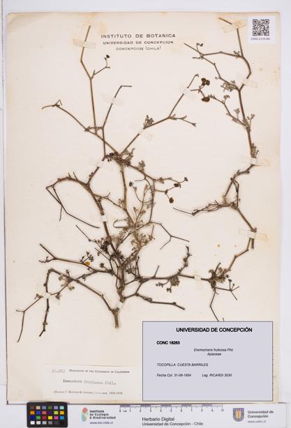 Eremocharis fruticosa [Espécimen: ]